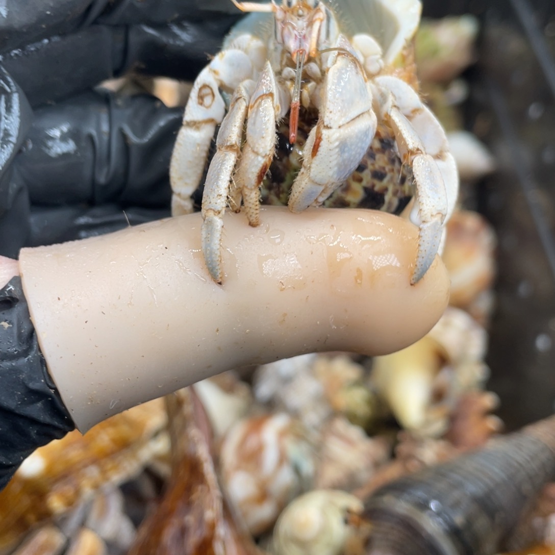 不退不换活体宠物244