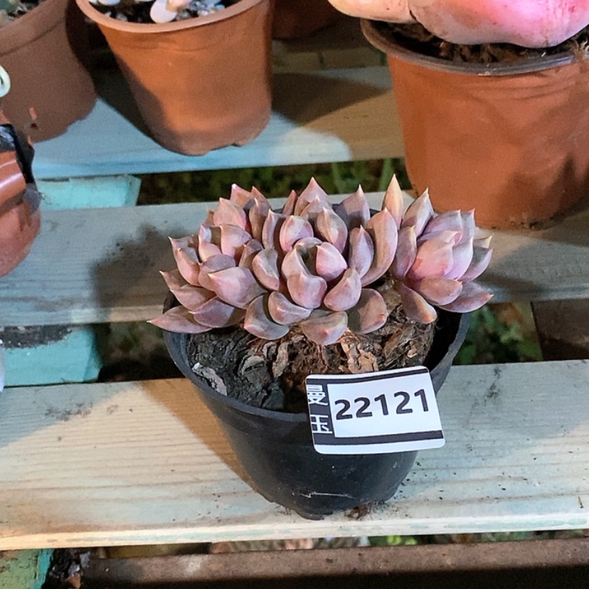 【闪购商品】红象牙22121