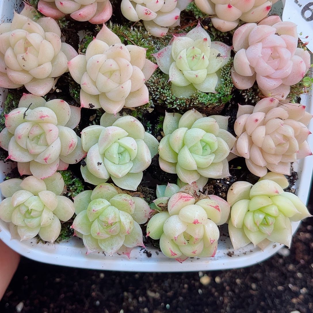 1-685 新疆西藏内蒙不发 一盒包邮2-3公分多肉