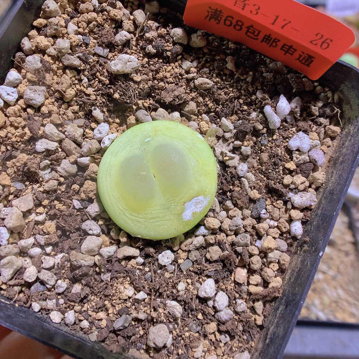 【闪购商品】3-17-26 瑕疵拉登2.3特150