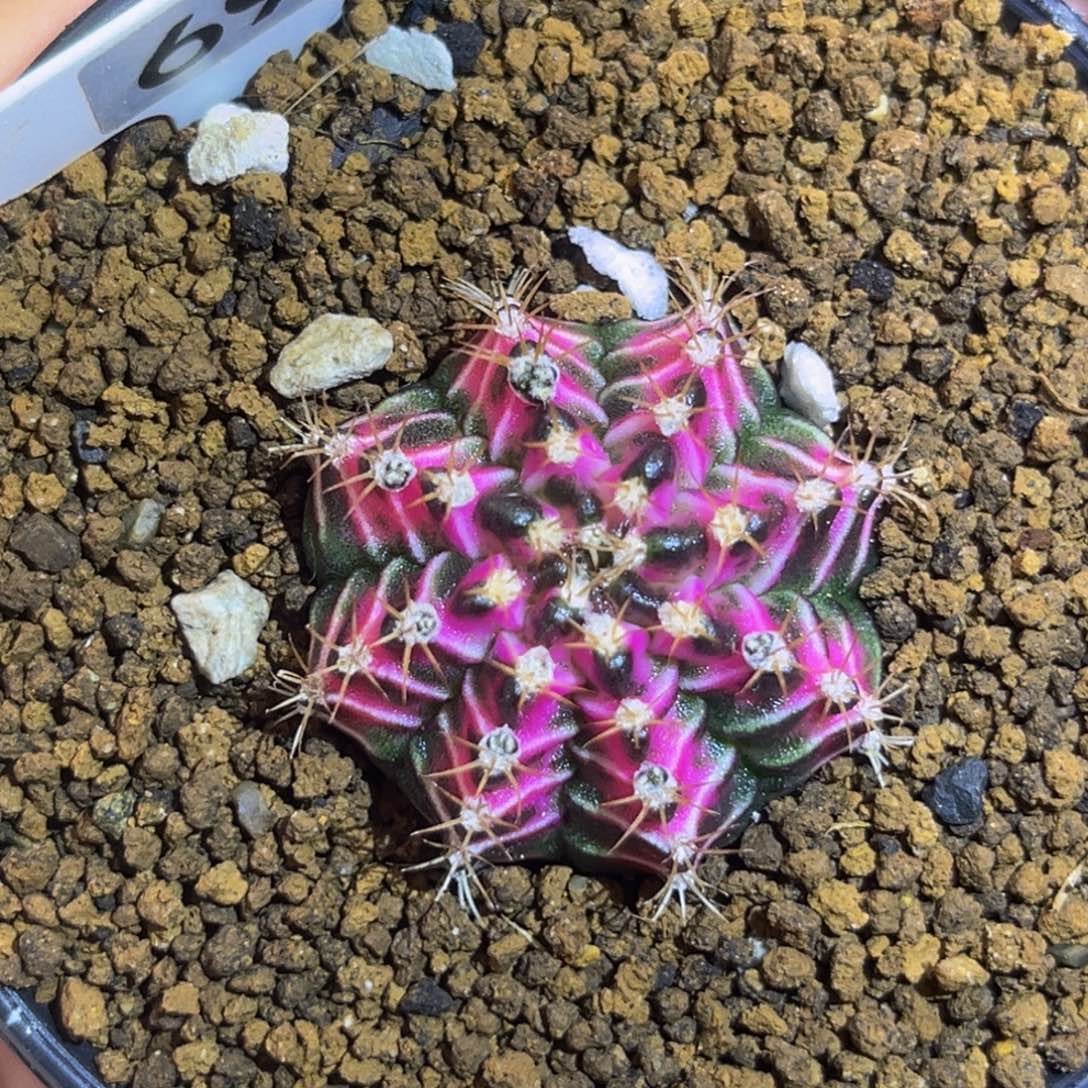 狐狸精 米哈仙人球