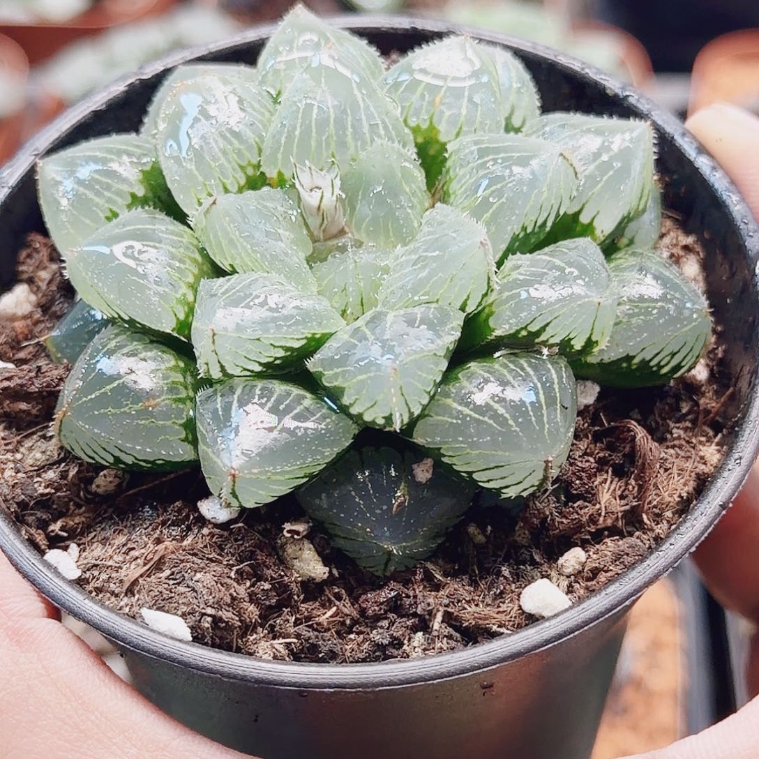 无花朵十二卷糯米母本