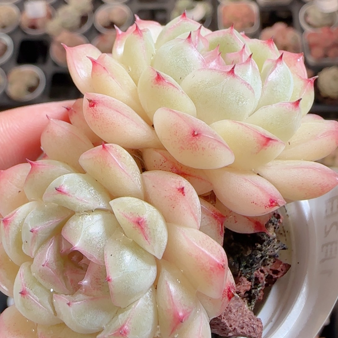 花语多肉0102-88散