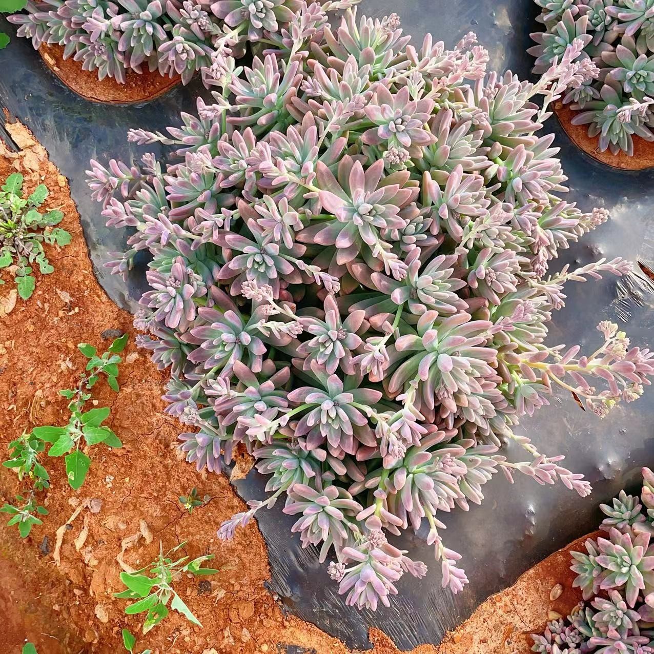 秋丽 新手好养 精品多肉植物云南发货