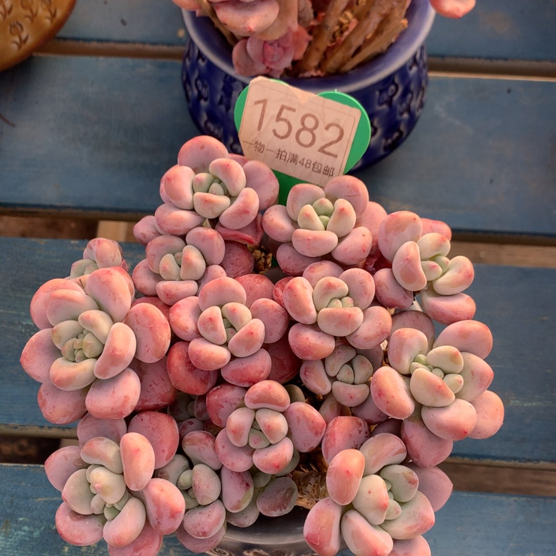 红洛神无砍平头1582