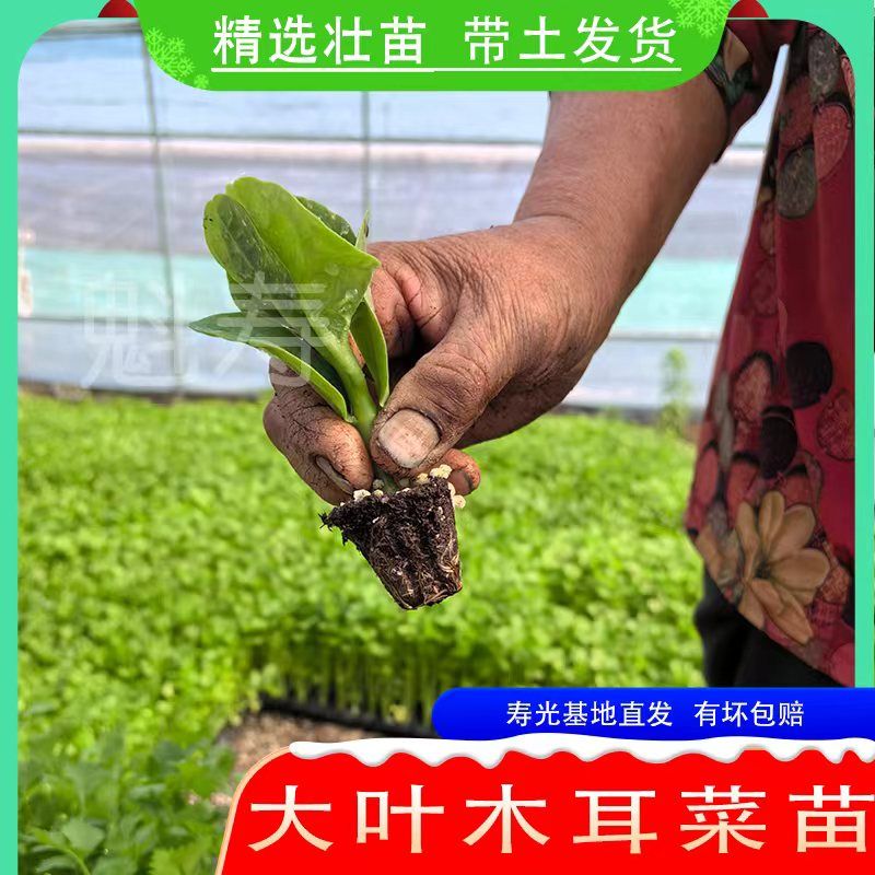特大圆叶木耳菜种子秧苗四季春秋盆栽阳台食用豆腐菜种籽蔬菜苗