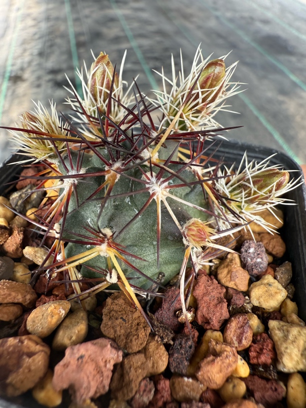 实生戴维斯虾开花株仙人球