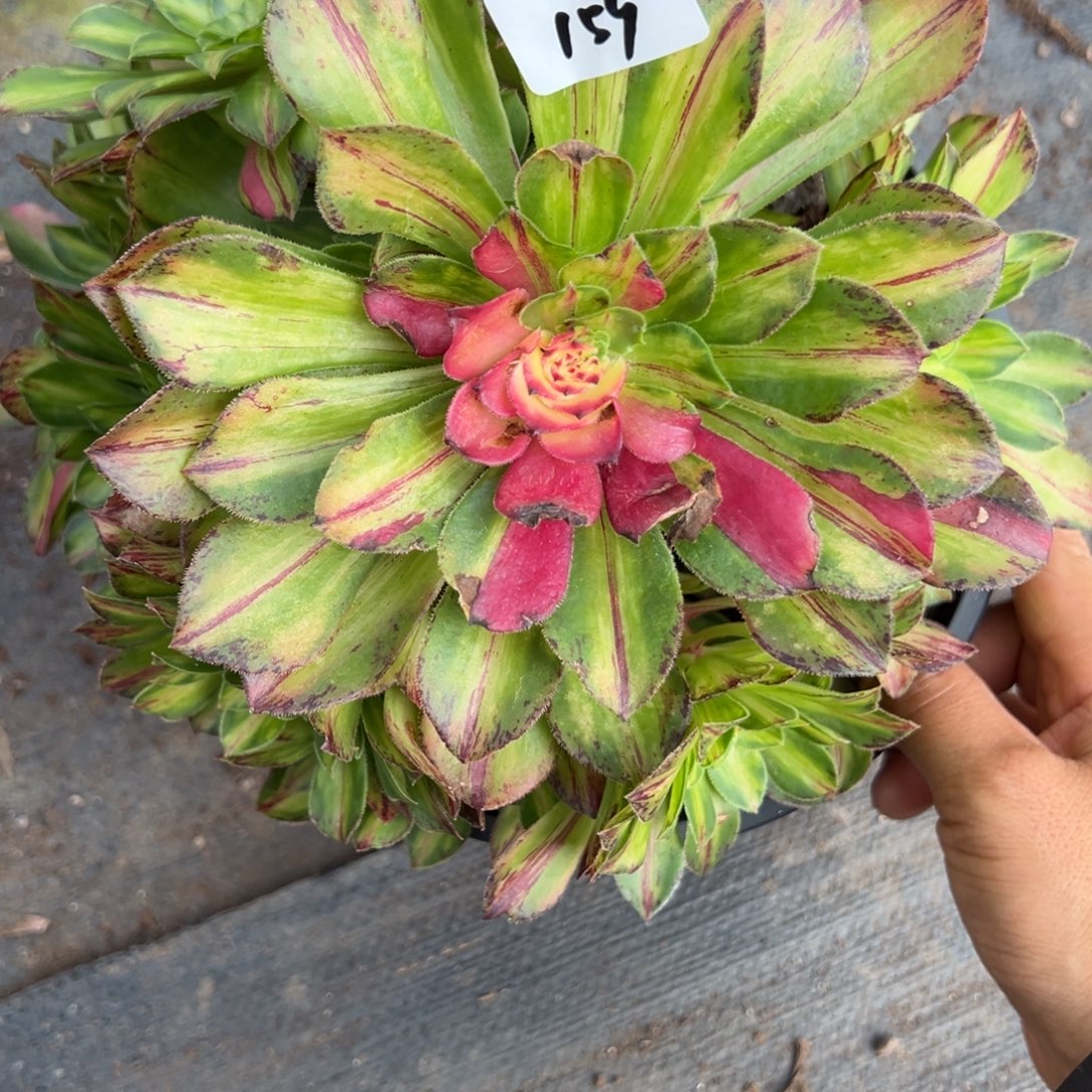 159知否无根多肉多肉多肉多肉