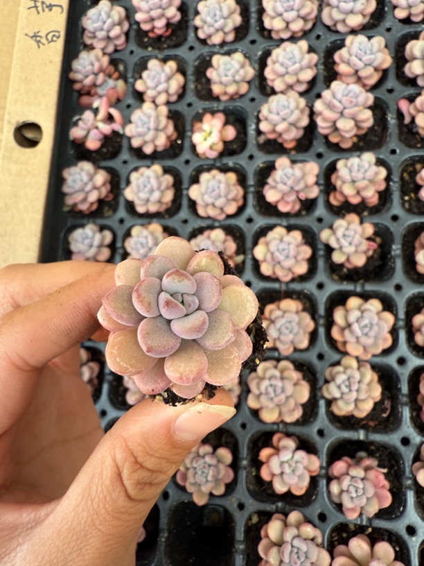 25香芋团穴苗三颗一组