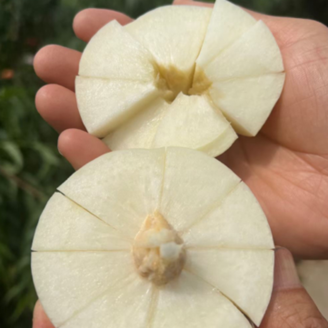 中桃白玉1号，6月初