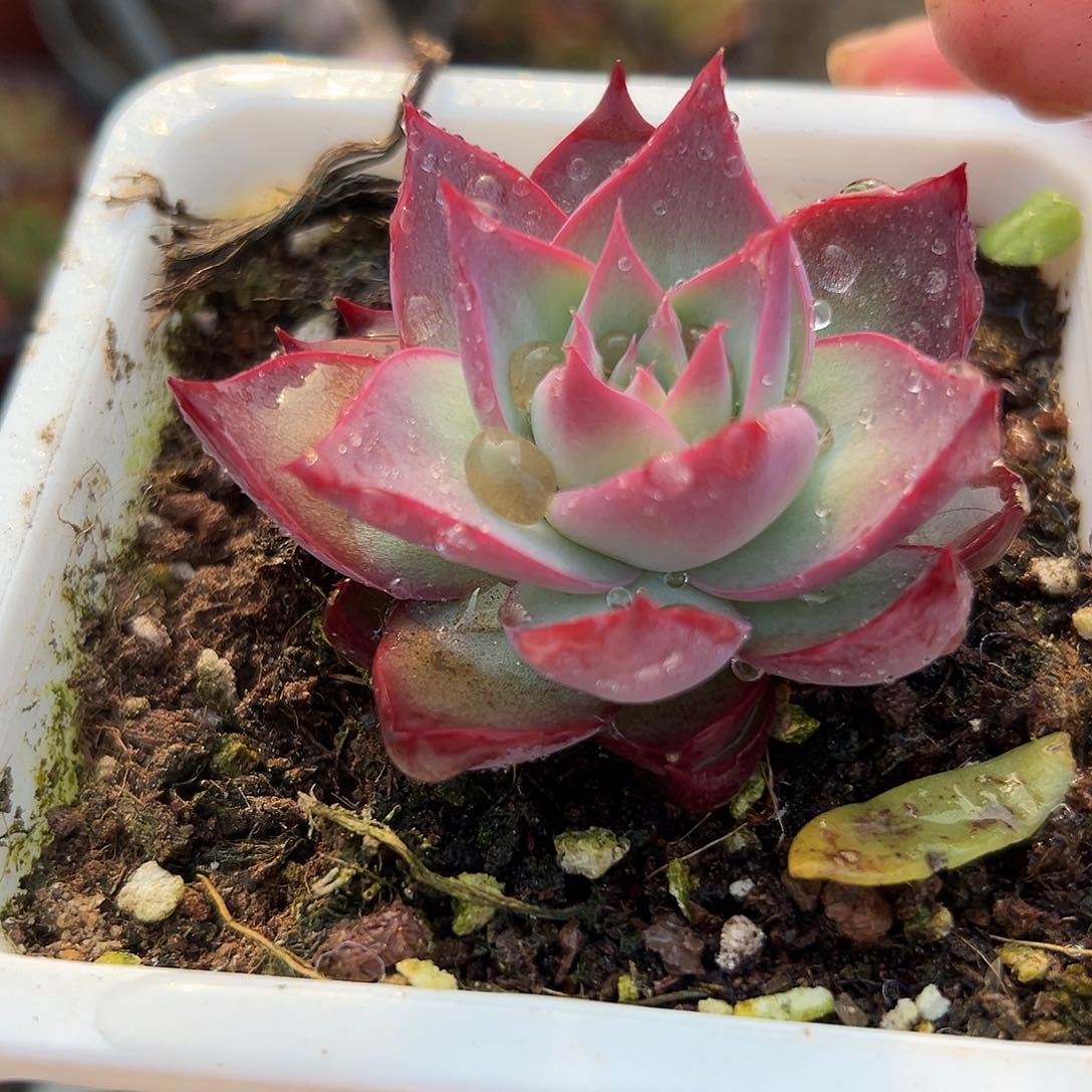 多肉植物惊鸿仙子