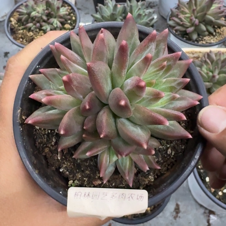 美人杂交 一物一拍