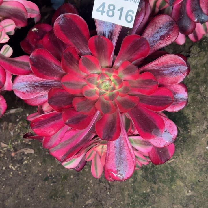 4816美杜莎多肉植物