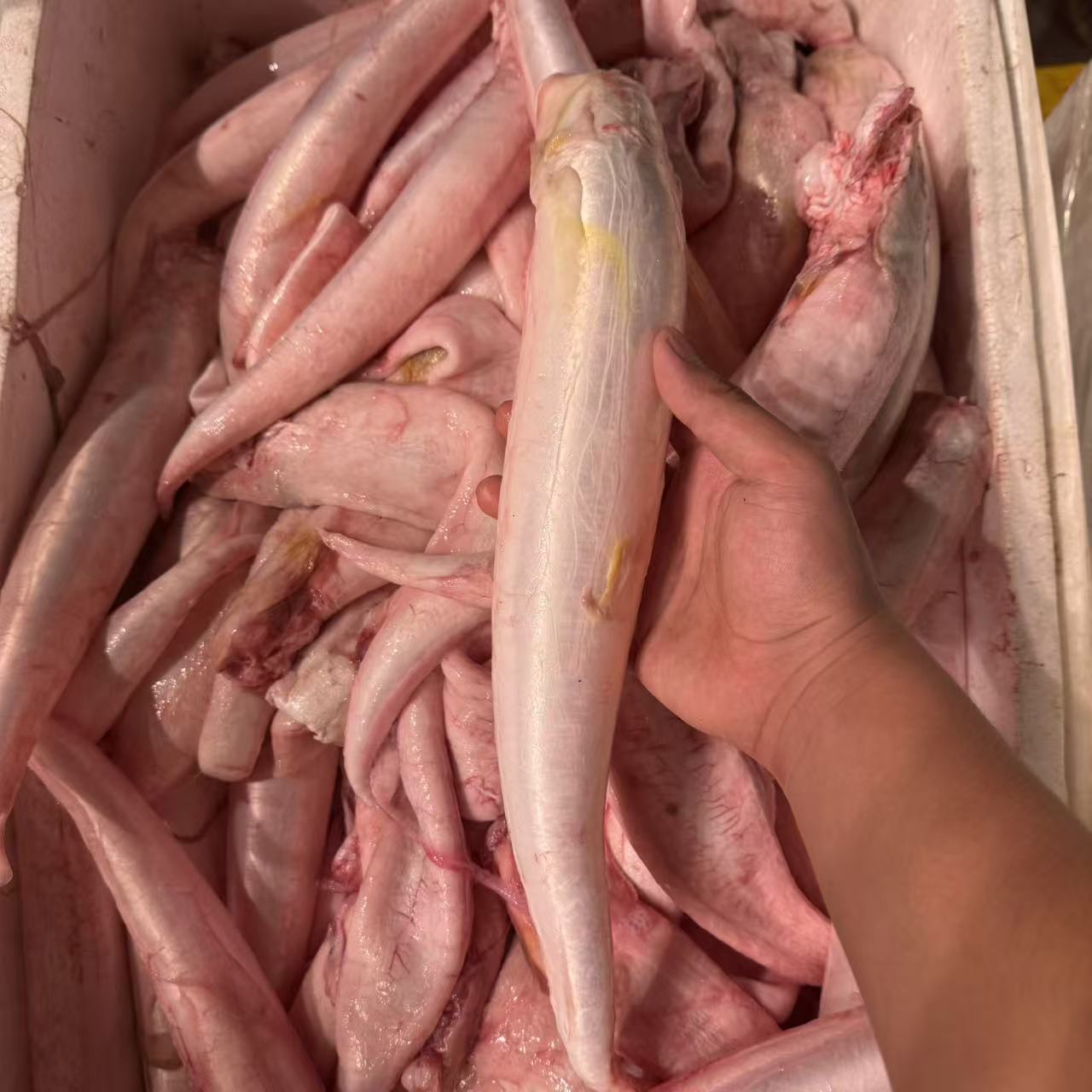 嵊泗野生米鱼鲜胶现杀纯公胶一斤3-5条左右/斤