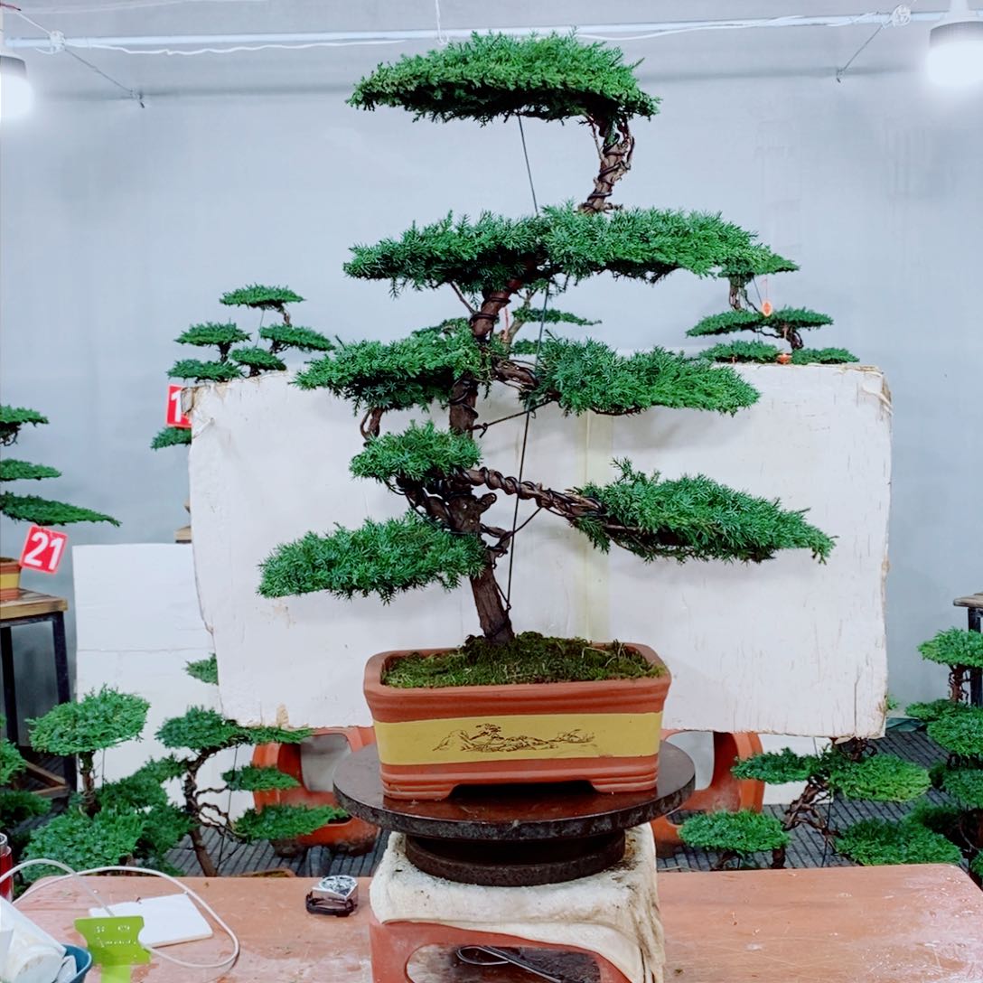 原生龙爪松盆景盆栽