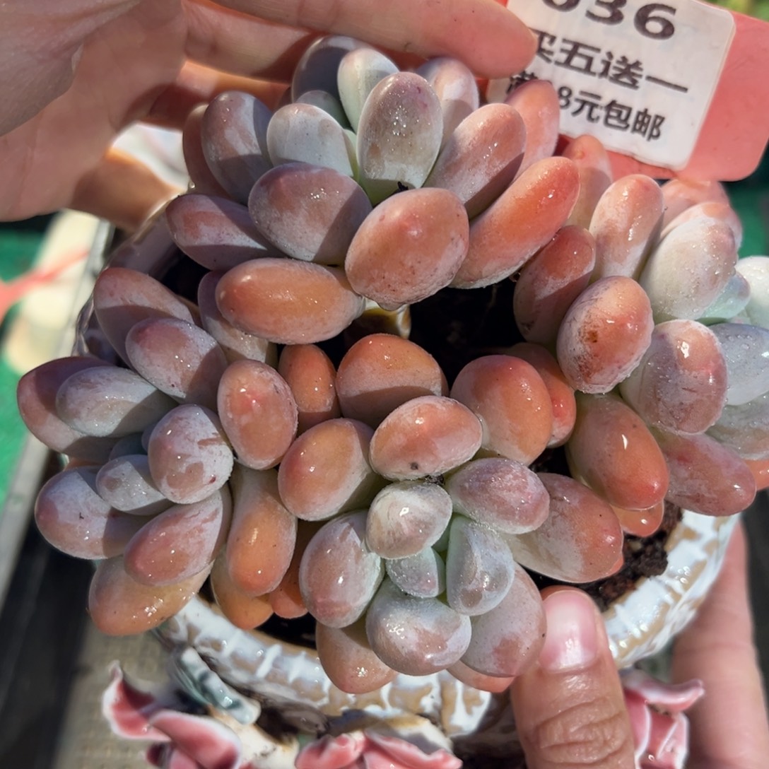 表妹精品多肉植物036.