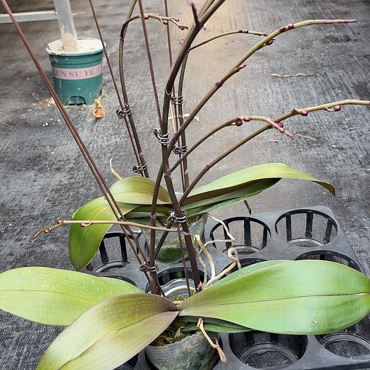 无花朵神仙姐姐3花剑一物一拍