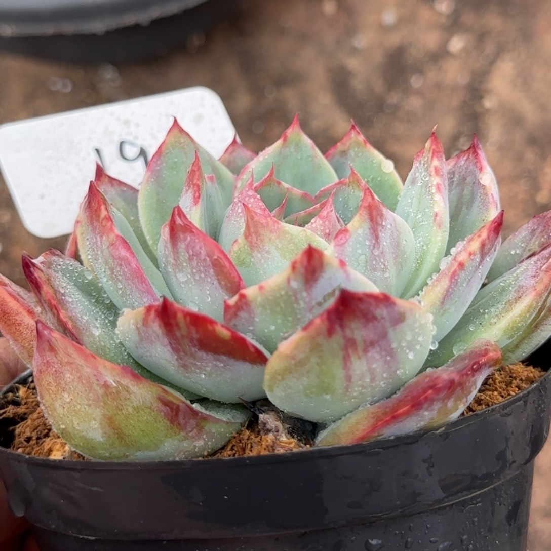 花脸拉丝惊鸿一物一拍包装收缩花旱190