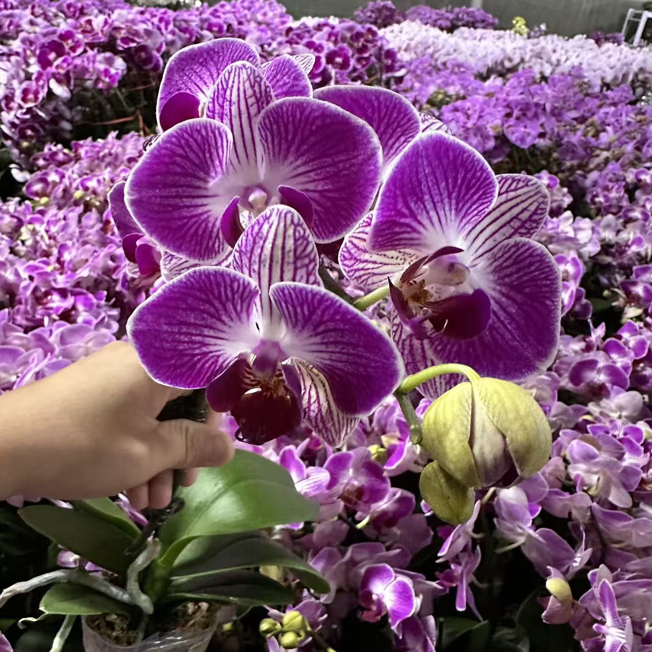 蝴蝶兰【富贵鸟】双花剑 带花发货 室内花花 广州直发