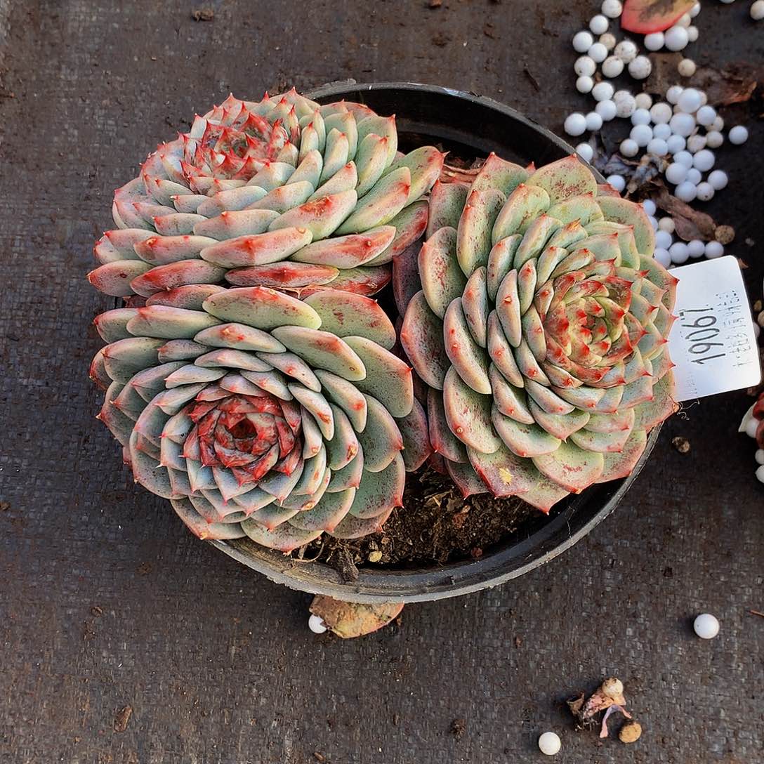 落****   天鹅绒多肉19067