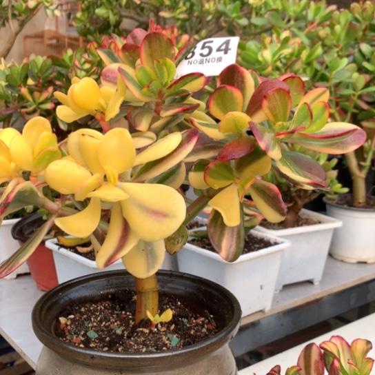 晚*854老花脱土发货