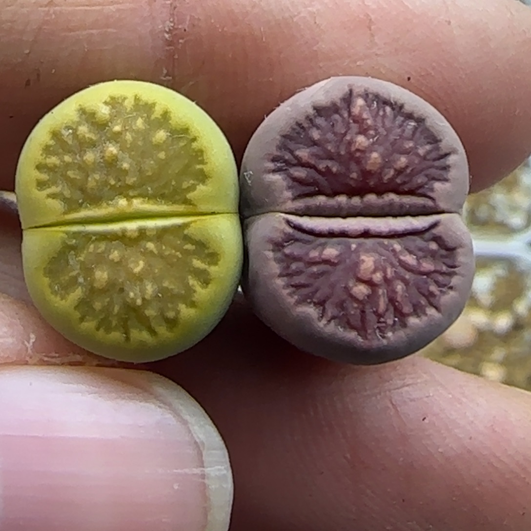 997 下班福利清框福利30包邮