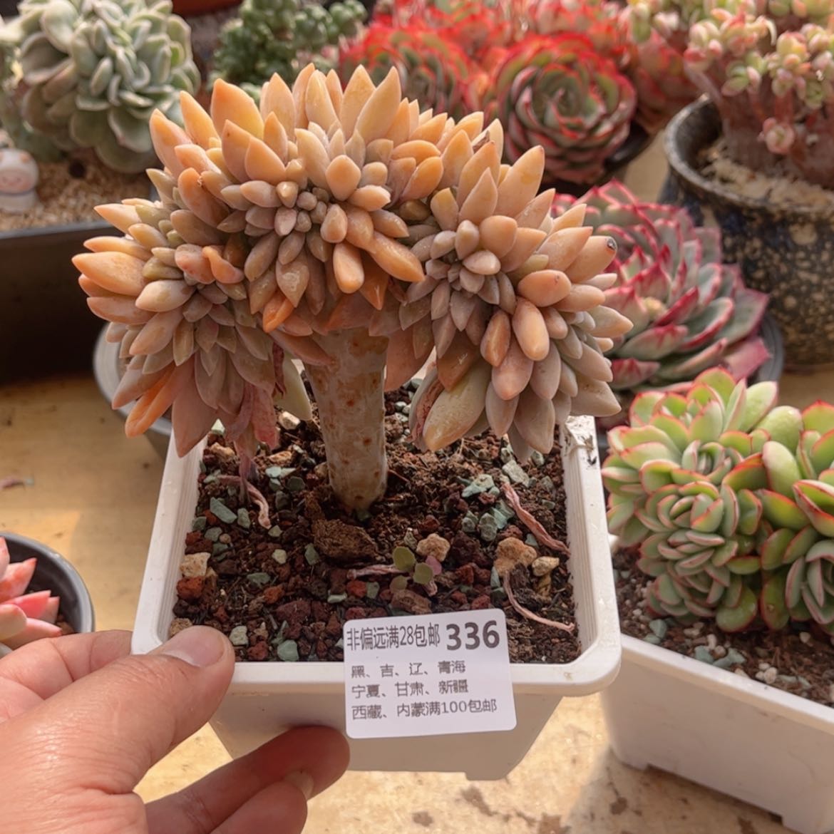 【闪购商品】336淡雪缀