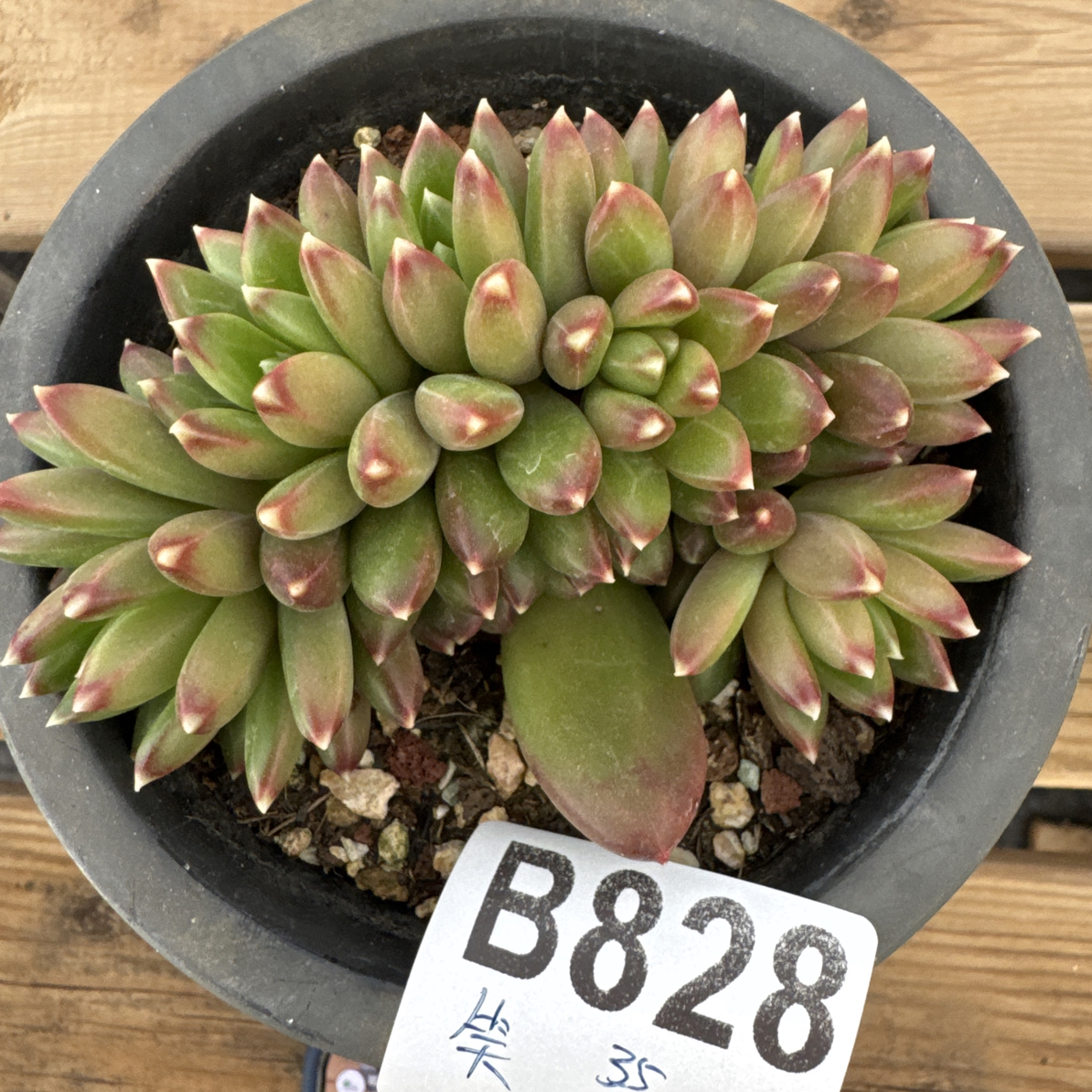 B828，笑笑，多肉植物柏拉图