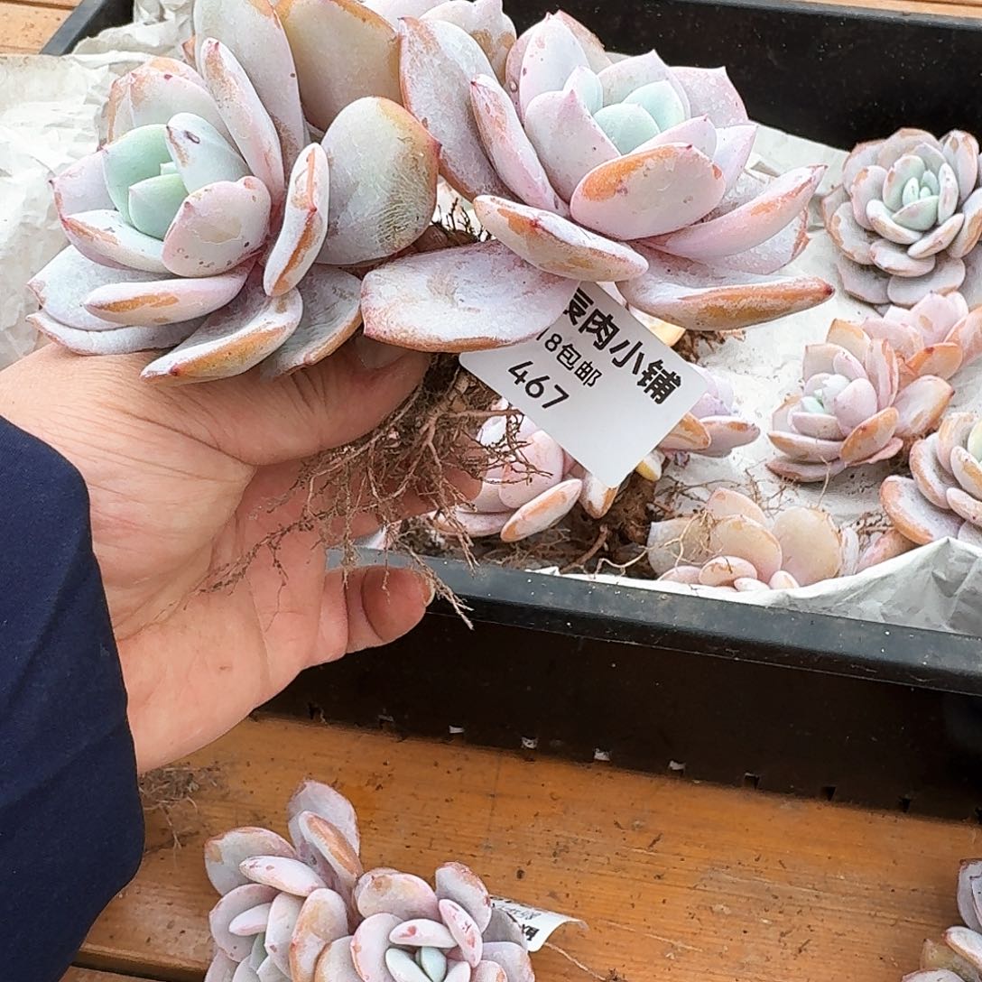 ?****?多肉植物奶茶三头467