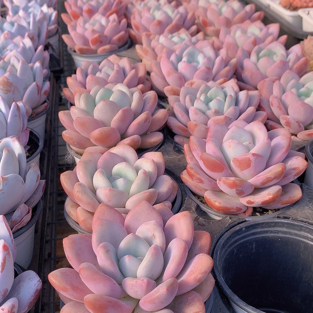 奥橙000000000000000000000