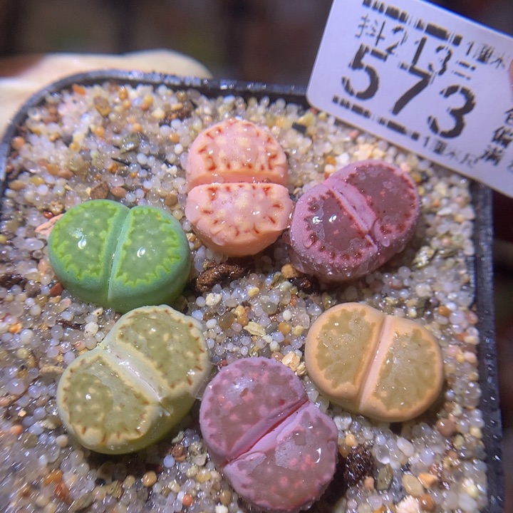 精品生石花213.573