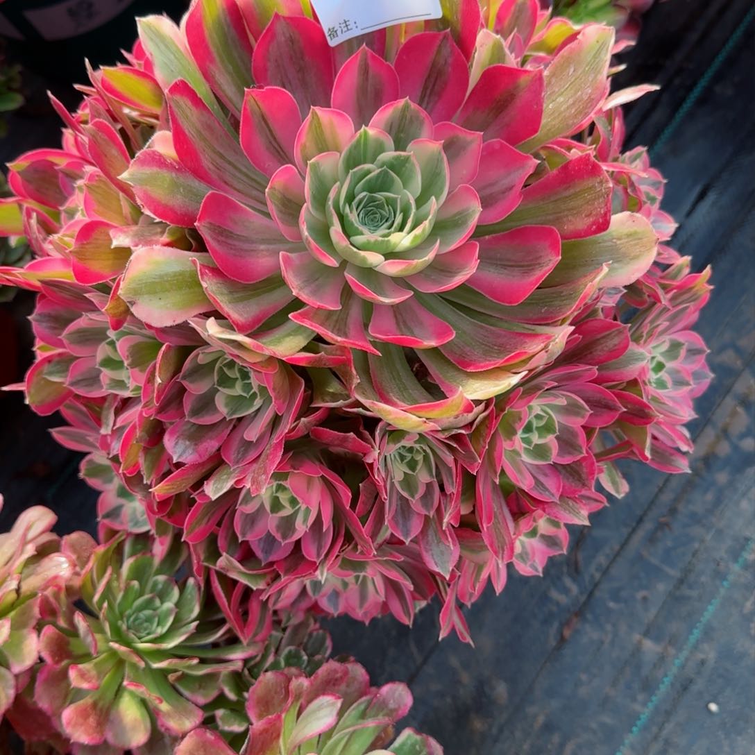 女**烟5732多肉男神多肉多肉