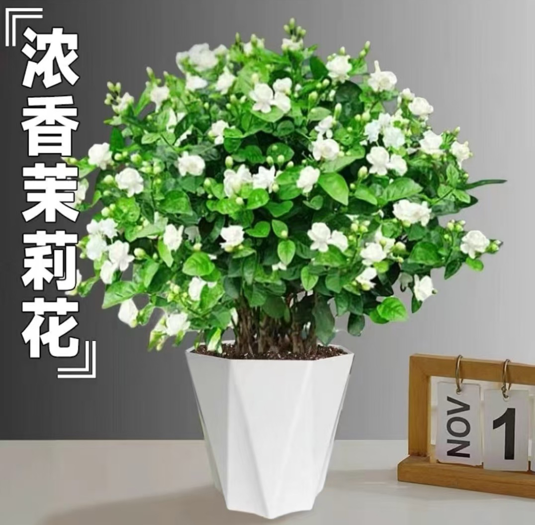 带花苞重瓣浓香茉莉花桌面盆栽花卉室内阳台四季开花