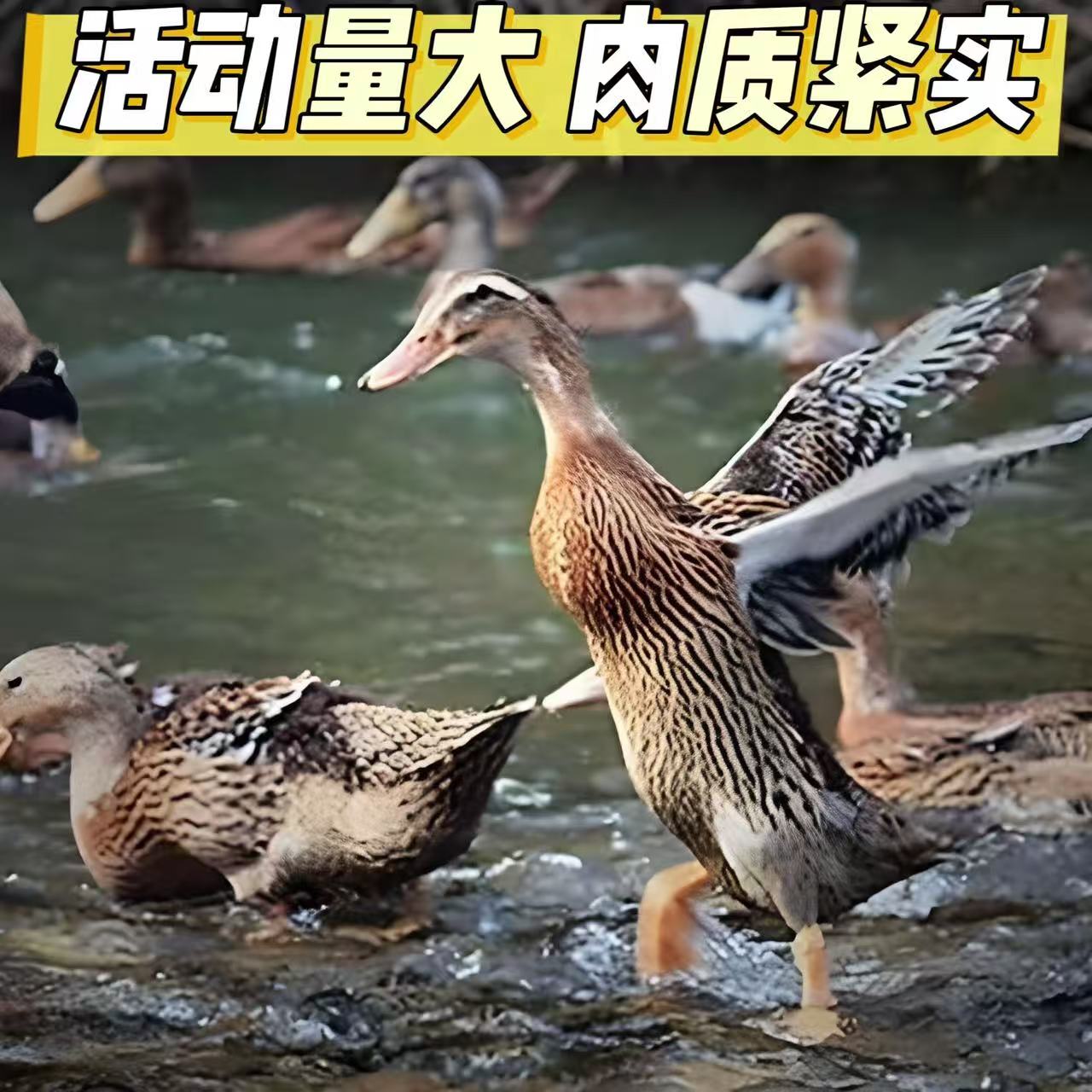 【精选5只】农家放养鸭子 不带掌翅不带内脏 顺丰京东包邮