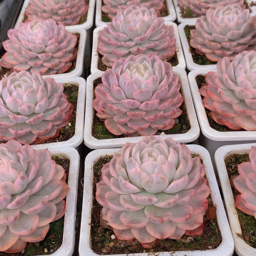 雪球锦24567788990000