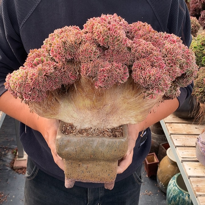 女巫朵朵脱土发货啊