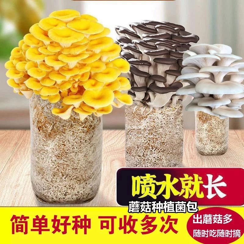 山东寿光幼儿园小朋友蘑菇菌包好养喷水就长食用菌菌棒平菇种植包