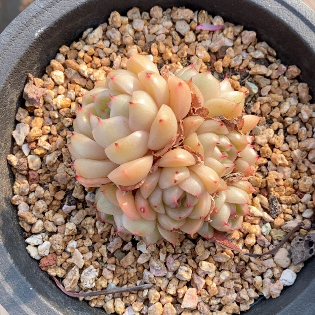 精品多肉一物一拍不包整5