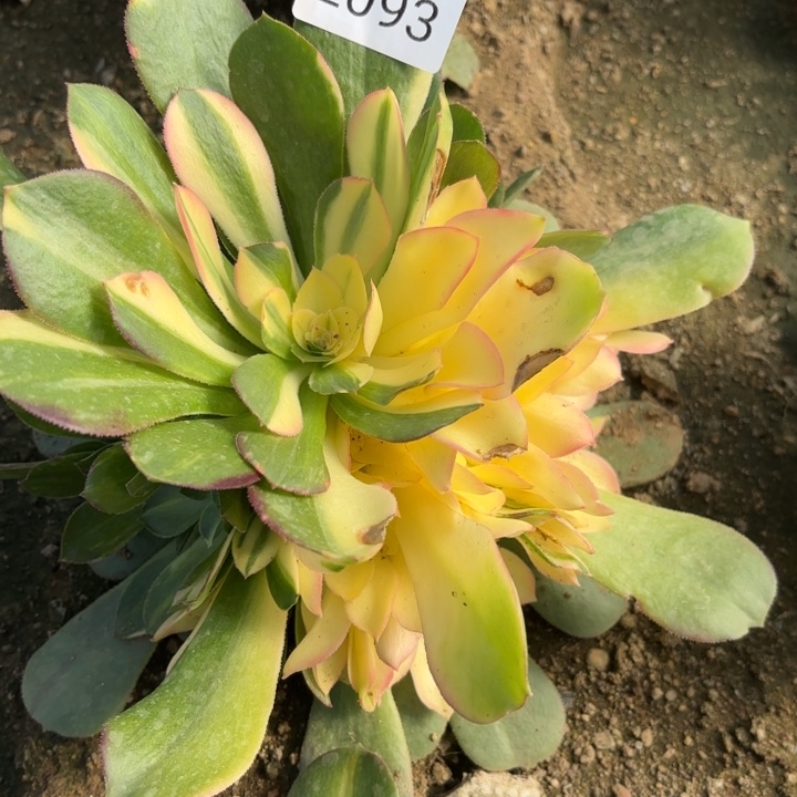 韶羞七彩锦多肉2093