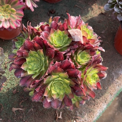 330韶华朵朵多肉，