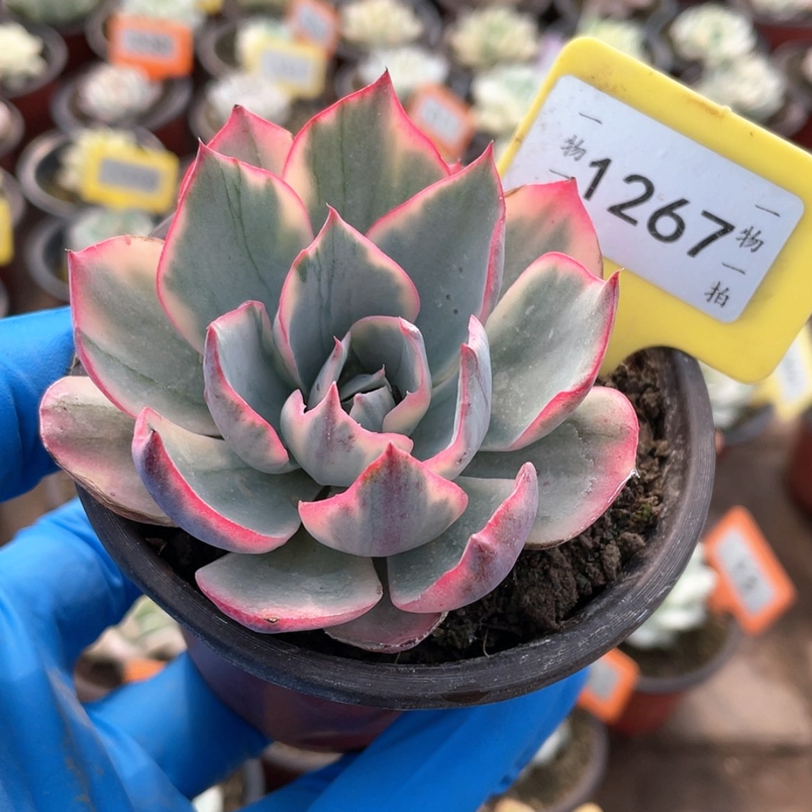 【闪购商品】暴***奶1267号