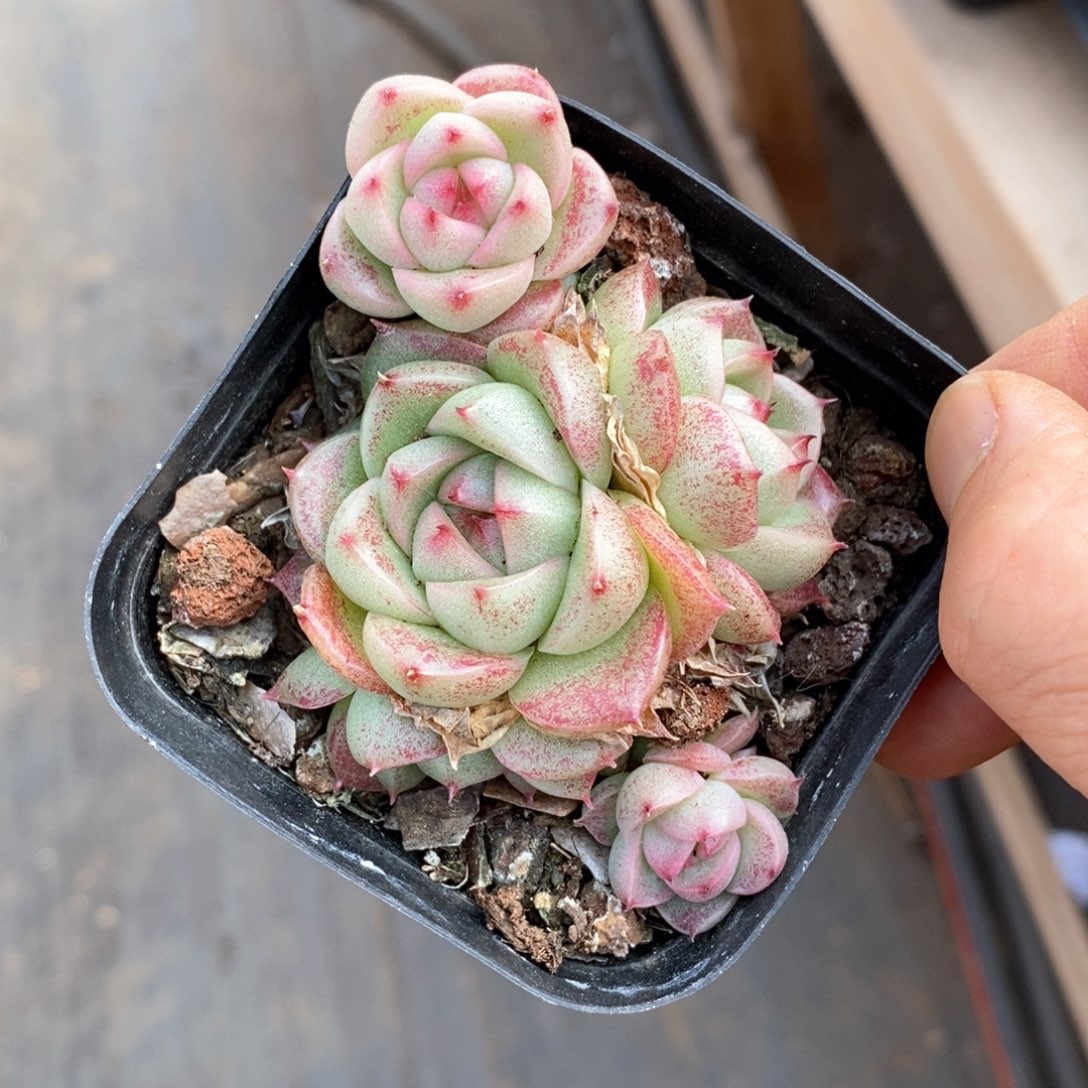 精品多肉一物一拍不包整890