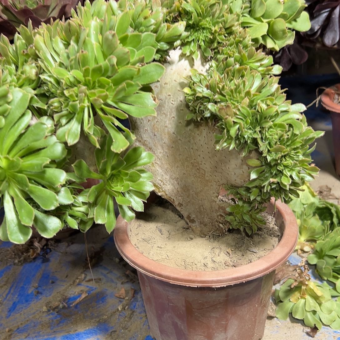 多399肉植物原始绿缀花