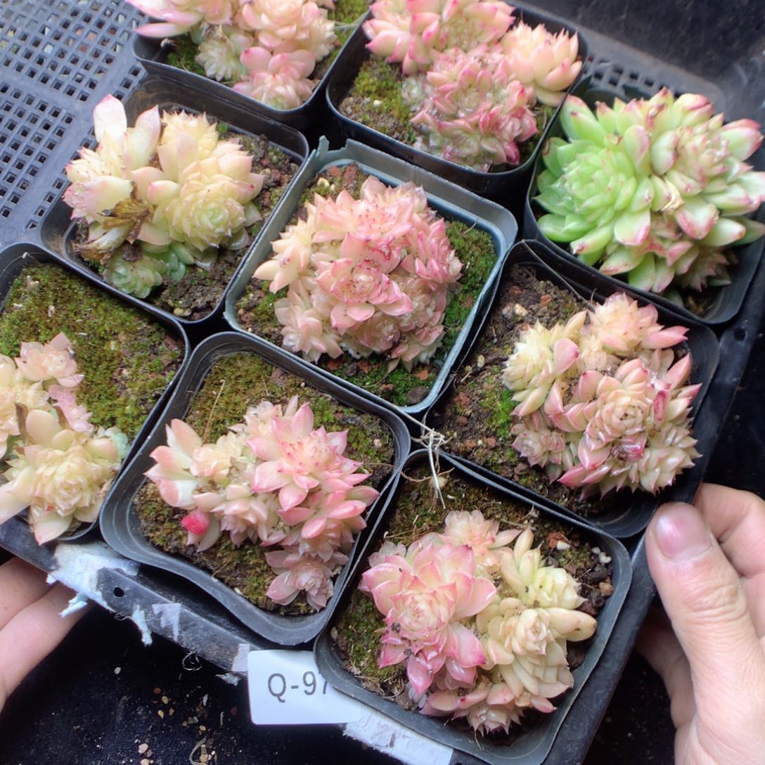 无花朵Q97。yyyyyyyy