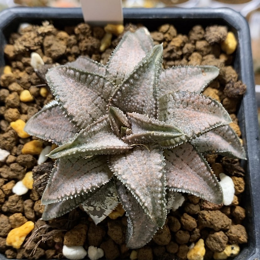 【闪购商品】68银狼蛛