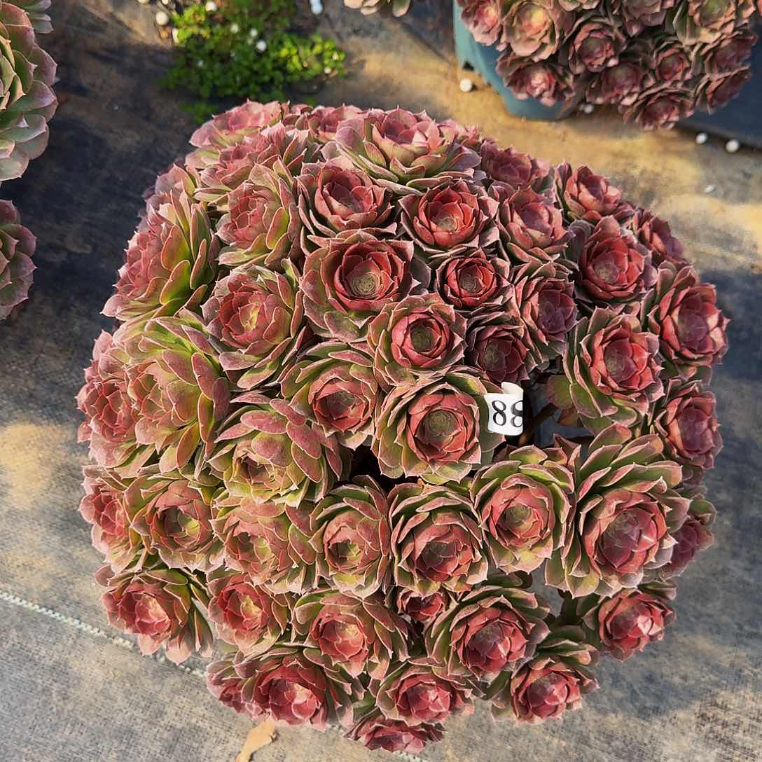 886万圣节丛林多肉植物