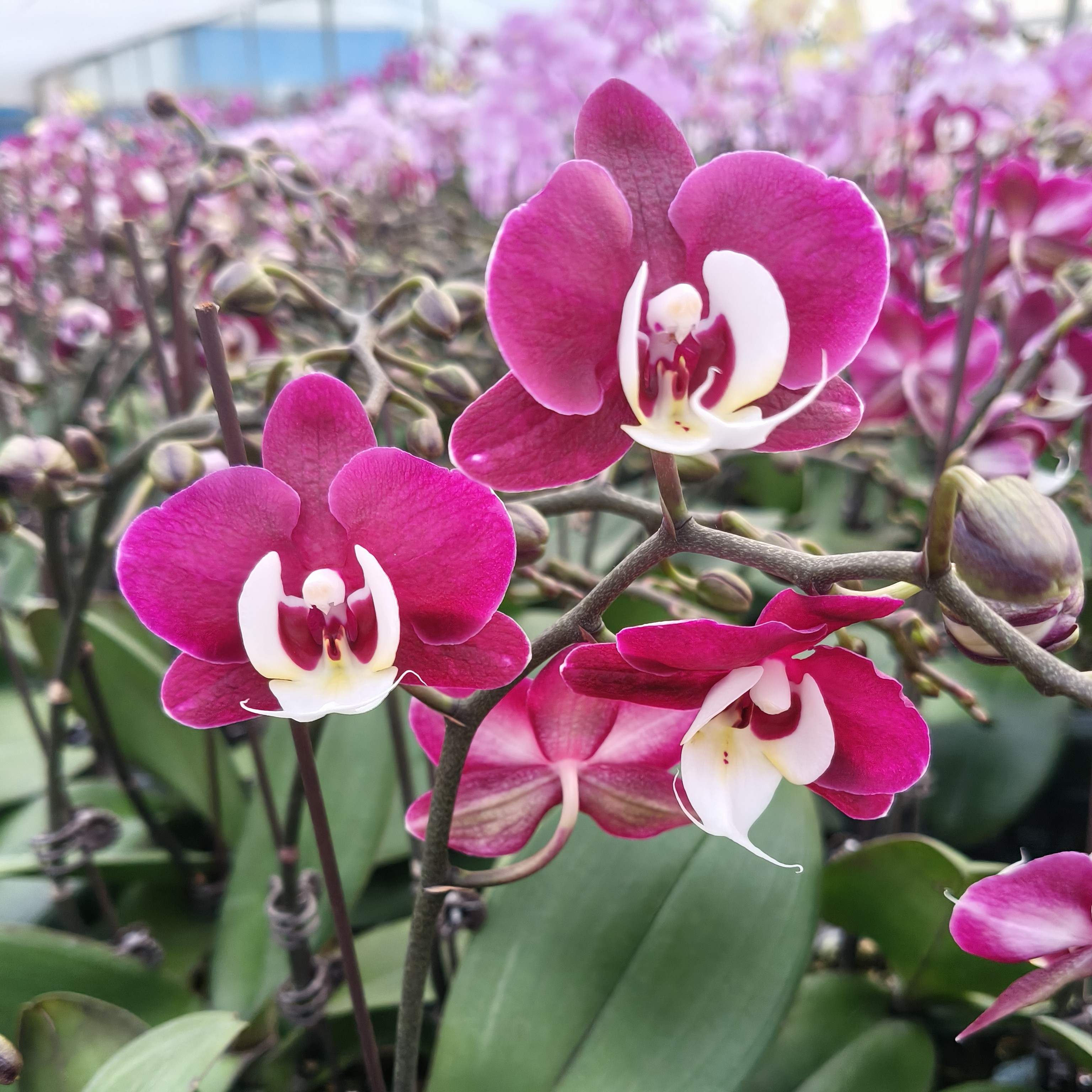 【久久团圆】开爆深色系欧品桌面款蝴蝶兰