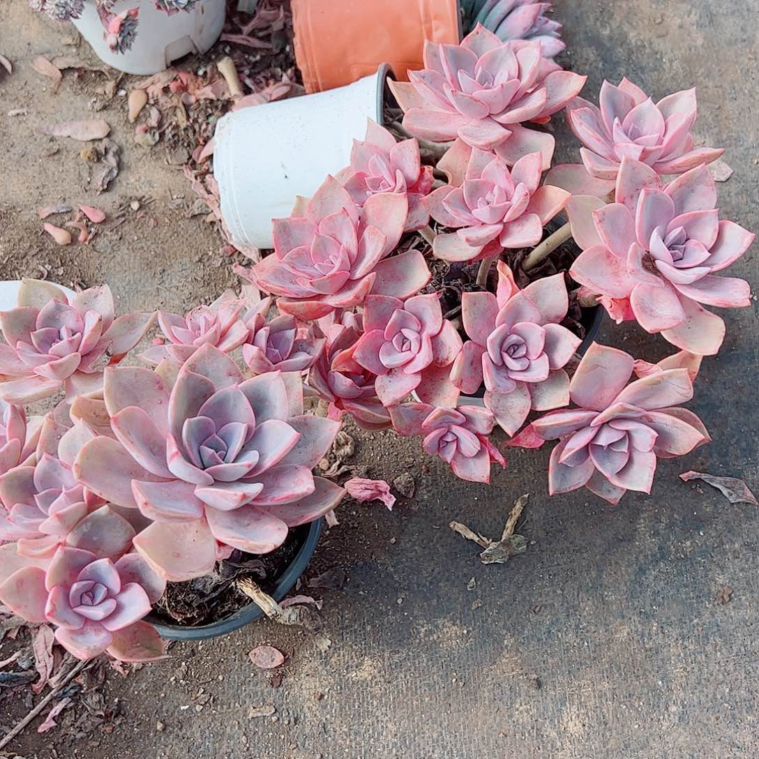 中国初恋多头群生精品二盆