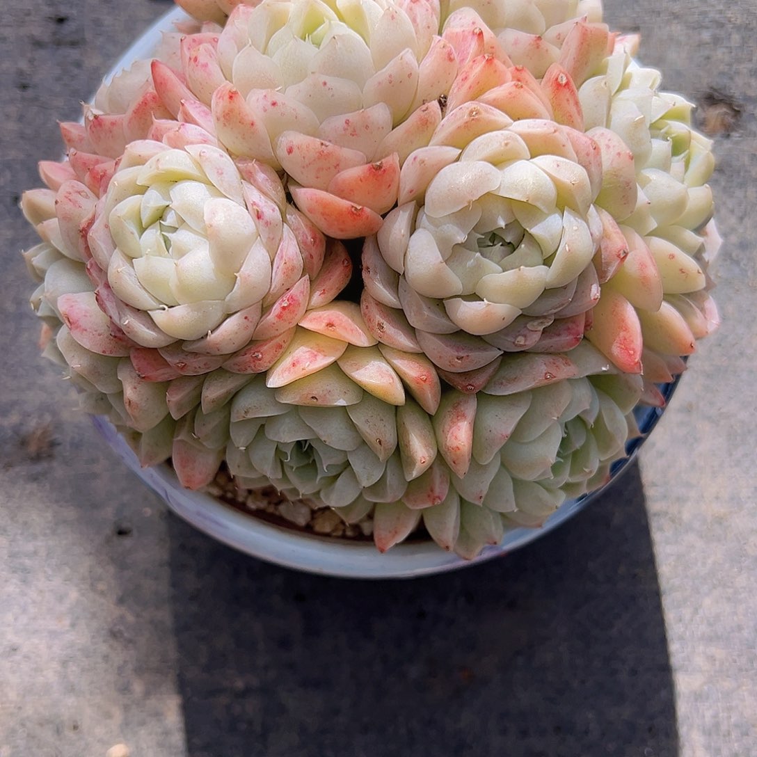 海琳娜111111111111111