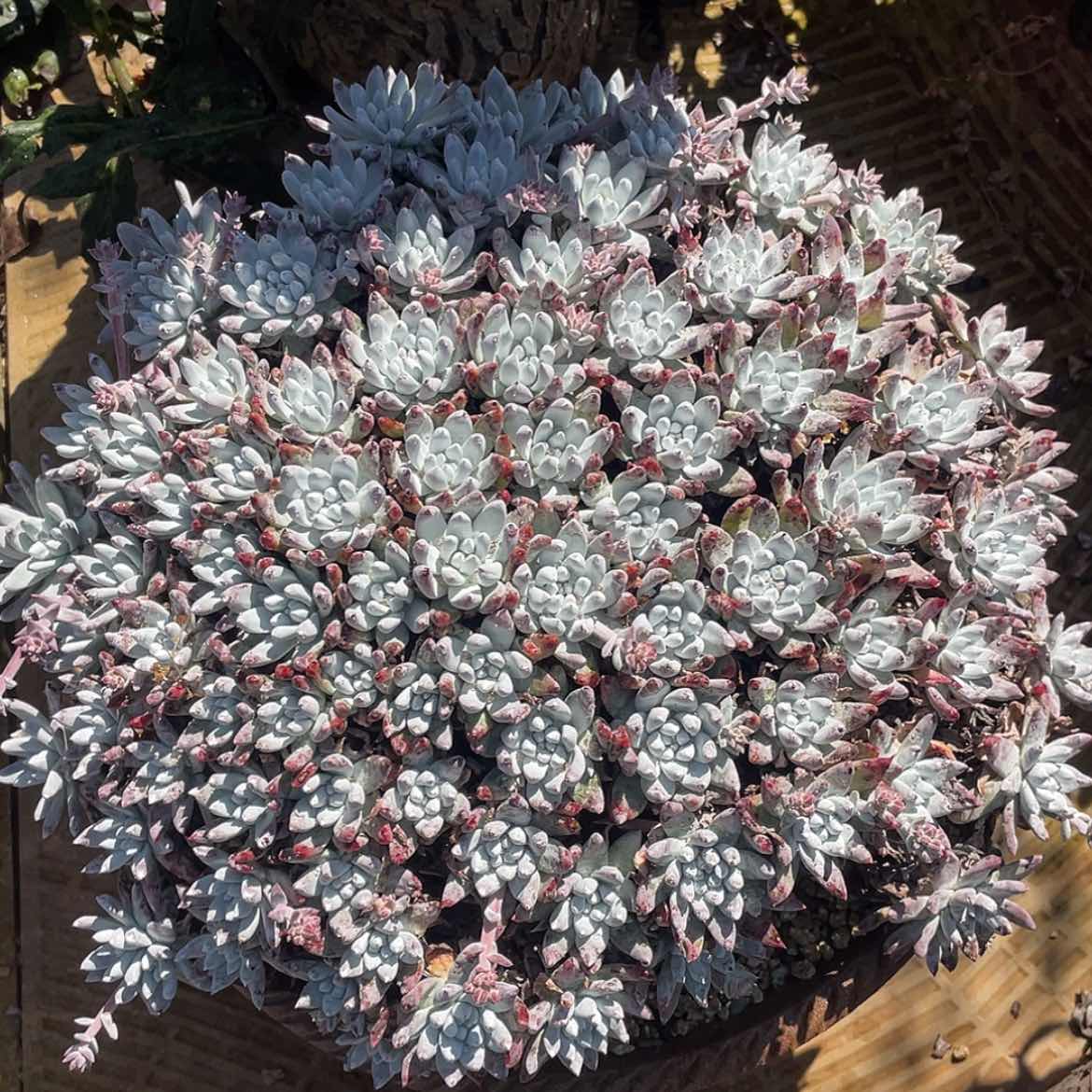 【闪购商品】法瑞杂